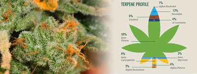Cannabis Terpenes, Types and Benefits to Human Health